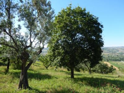 Terreno Agricolo in Vendita a Controguerra #8