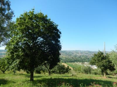 Terreno Agricolo in Vendita a Controguerra #9
