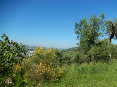 Terreno Agricolo in Vendita a Controguerra #12