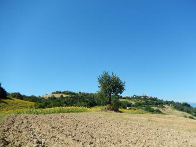 Rustici e Casali in Vendita a Montelparo #8