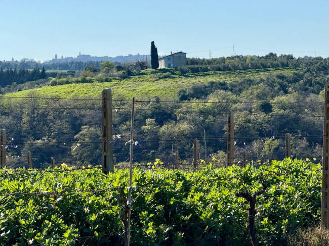 Rustici e Casali in Vendita a Ripatransone #29