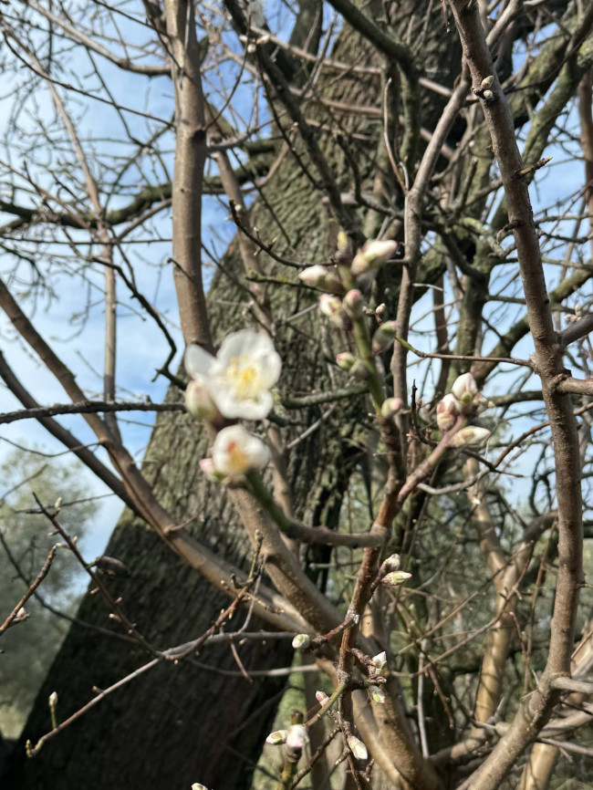 Rustici e Casali in Vendita a Ripatransone #33