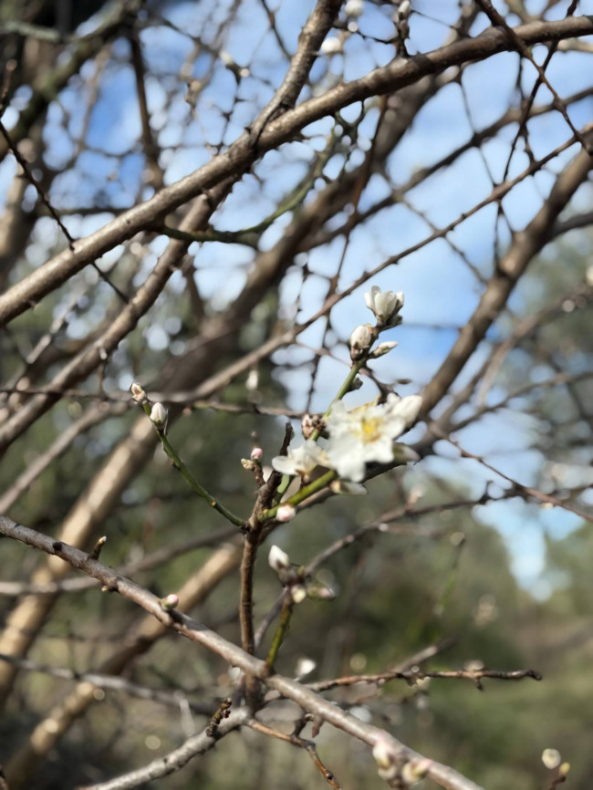 Rustici e Casali in Vendita a Ripatransone #53