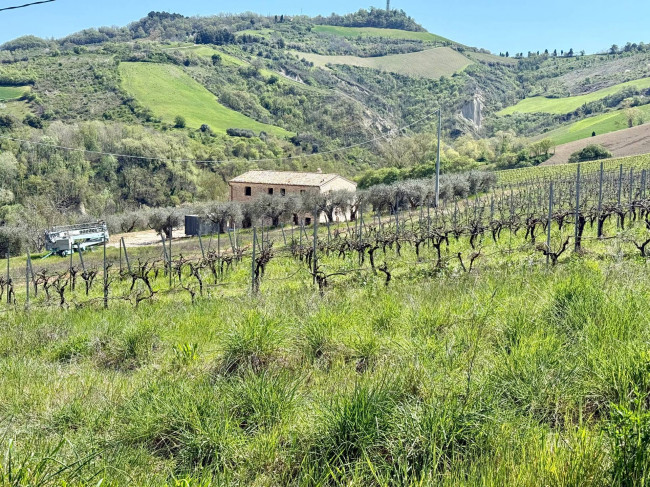 Rustici e Casali in Vendita a Ripatransone #2